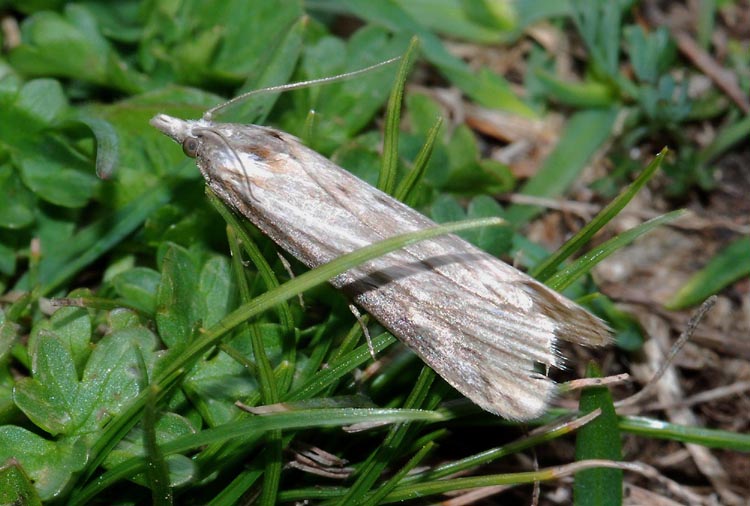 Crambidae da det. - cfr. Catoptria petrificella (Crambidae)